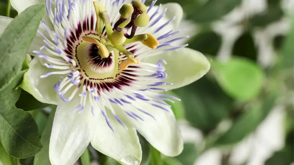 pasiflora-prirodna-pomoc-za-zivcani-sustav-01